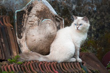 Himalayan cat, a beautiful white cat