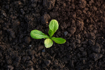 Close-up photo of organic vegetables growing in the soil. Cultivation of an open farm system. agricultural industry. Non-toxic vegetables.