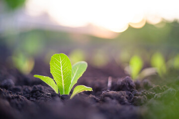 Close-up photo of organic vegetables growing in the soil. Cultivation of an open farm system. agricultural industry. Non-toxic vegetables.