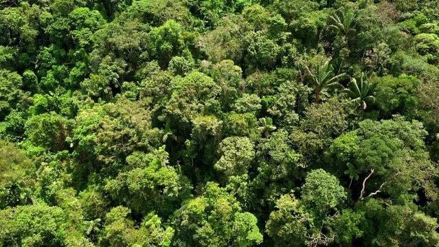 Detailed top view of a tropical forest canopy: showing the large biodiversity present in a small patch of the Amazon forest from above