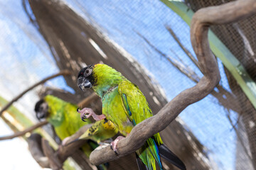 A small black-headed, green-bodied parrot sitting on a tree branch with one paw up (Nanday Conure)
