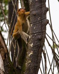Proboscis monkey (Nasalis larvatus) in Brunei