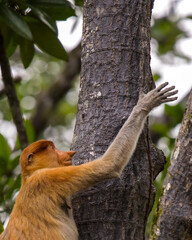 Proboscis monkey (Nasalis larvatus) in Brunei
