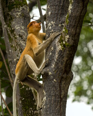 Proboscis monkey (Nasalis larvatus) in Brunei