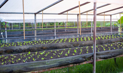 Organic vegetable garden. Cultivation of an open farm system. agricultural industry. Non-toxic vegetables.