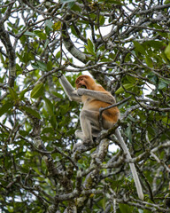 Proboscis monkey (Nasalis larvatus) in Brunei