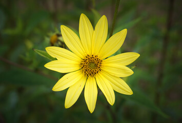 bright yellow flower growing in season. springtime colors in park garden. yellow flower head in bloom
