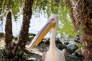 pelican in the zoo