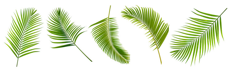 Palm leaves Green nature Tropical forest isolated on transparent background - png	