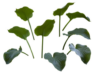 big tropical green leaves isolated on transparent background in png format
