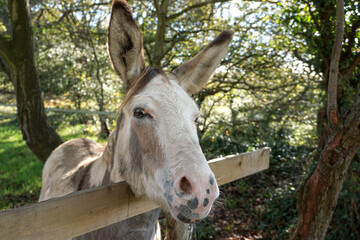 little donkey in paddock with head over wooden fence. close up portrait of domestic farm donkey....