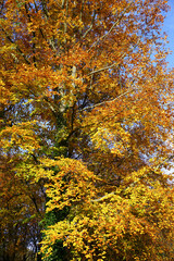 colorful autumn tree leaves. fall season colors of woodland trees