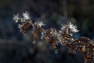 Natures ice  jewelles