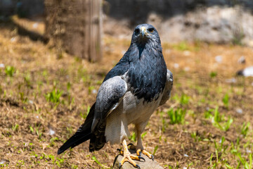 El águila mora, águila paramuna, águila de páramo, águila pechinegra águila escudada