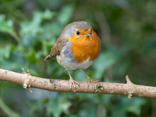 Robin Perched on a Branch