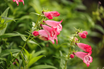 Penstemon hartwegii, common name Hartweg's beardtongue, is a species of flowering perennial herb in the plantain family.