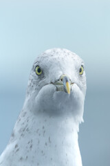 Gull closeup