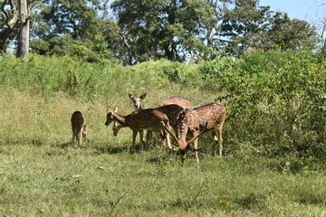 Deers looking at the camera while eating grass in forest