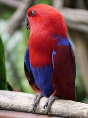 Conservation of wild animals from nature that are endangered due to global warming and environmental pollution, exotic animals, animal parks in zoos