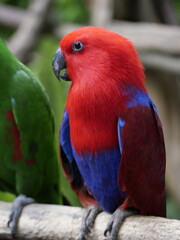 Conservation of wild animals from nature that are endangered due to global warming and environmental pollution, exotic animals, animal parks in zoos