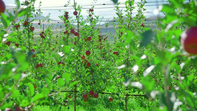 Huge apple orchard with ripe red fruits growing on tree branches according crown flat spindle technology under sun protection mesh arc shot