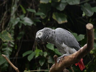 Conservation of wild animals from nature that are endangered due to global warming and environmental pollution, exotic animals, animal parks in zoos