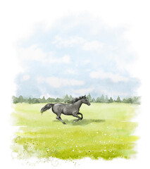 Watercolor black horse run on green grass meadow isolated on white background. Hand drawn illustration sketch © Mimomy
