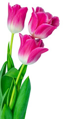 tulip isolated from background, top view, for design