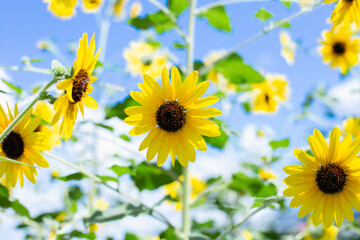 Wild field with blooming yellow flowers