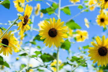 Wild field with blooming yellow flowers