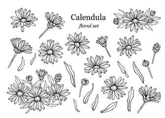 Сalendula flowers set, line art drawing. Marigold flowers, buds and leaves isolated on white background, vector illustration