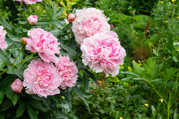 A large, perennial, beautifully flowering peony rose bush in a summer country yard.