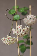 Home plant in a terracotta brown pot on a white table hoya mathilde with buds in bloom