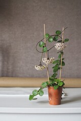 House plant in a terracotta brown pot on a white table hoya mathilde with buds in bloom