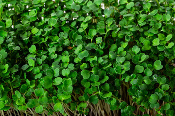 arugula microgreens on black background