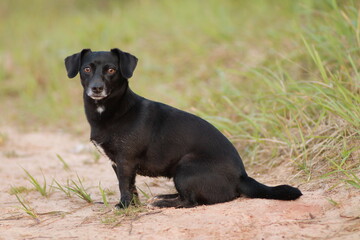 Small black dog on grass