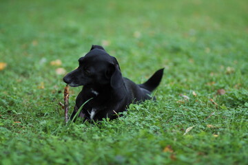 Black dog on grass playing with stick