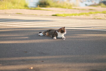 Cat relaxing on promenade