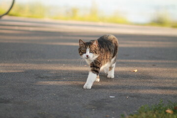 Cat walking in the city 
