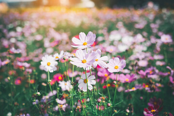 Fototapeta premium Cosmos flower blossom in garden..