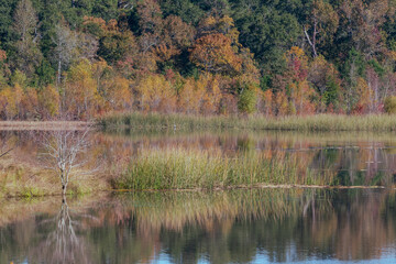A colorful wetland area in East Texas during autumn.