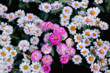 Multi-colored flower wall background