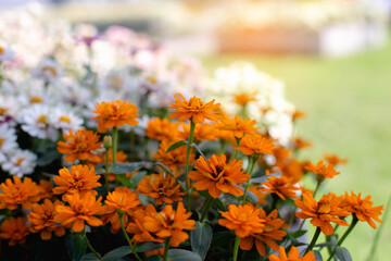Multi-colored flower wall background