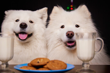Merry Christmas. Cute dogs look at freshly baked ginger cookies on Christmas Eve. The concept of New Year holidays. Merry Christmas mood. Happy New Year.