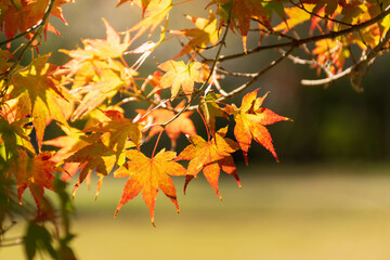 Close up Of Maple Tree leaves During Autumn with color change on leaf in orange yellow and red, falling natural background texture autumn concept