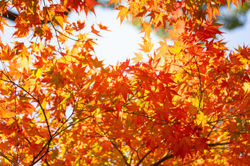 Close up Of Maple Tree leaves During Autumn with color change on leaf in orange yellow and red, falling natural background texture autumn concept