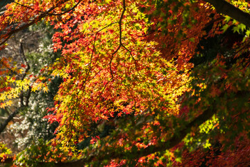 Close up Of Maple Tree leaves During Autumn with color change on leaf in orange yellow and red, falling natural background texture autumn concept