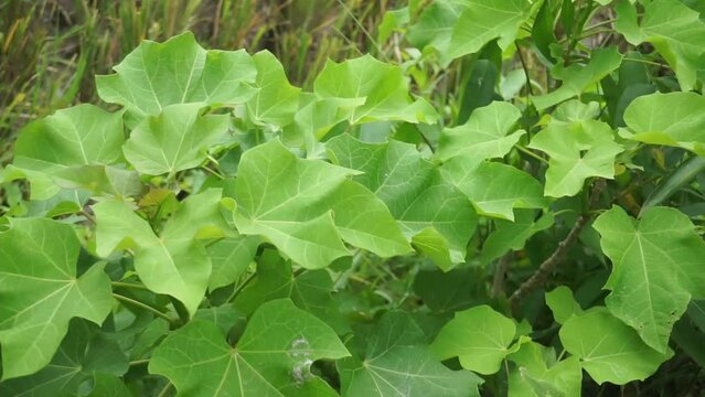 Jatropha fence blown by the wind in a rice field