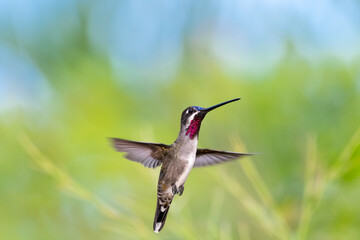 Beautiful scene of a Long-billed Starthroat hummingbird in flight with wings spread on a pastel green and blue background.