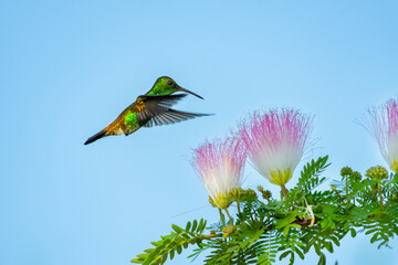 Green hummingbird flying over pink and white Mimosa flowers in the blue sky.